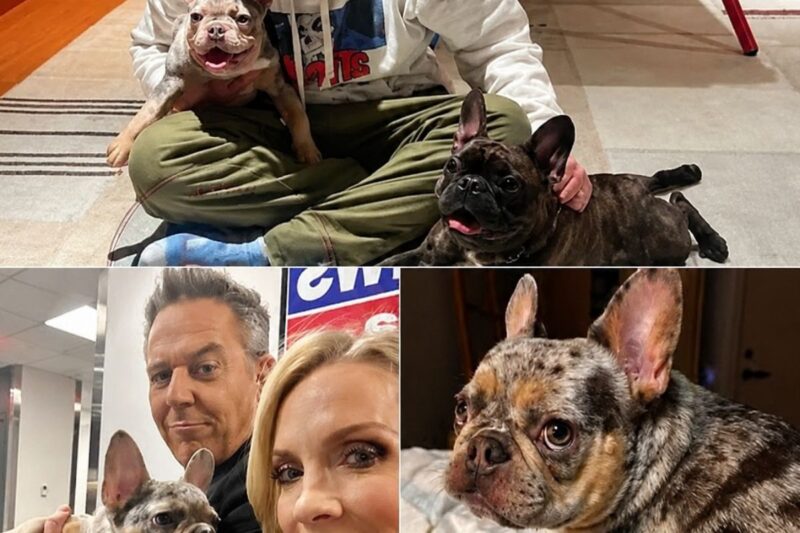 THE DAY GREG GUTFELD CHANGED 39 LIVES